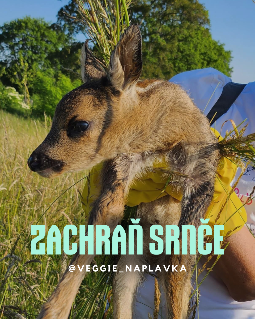 Zachranu srnce